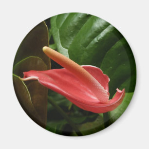 Rosa Calla Lily Piazza della Riforma Magnet