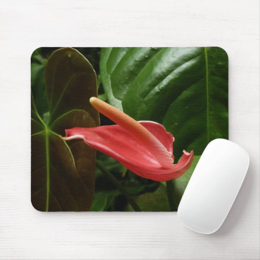 Rosa Calla Lily Piazza della Riforma Mousepad (Mit Mouse)