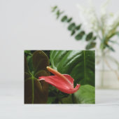 Rosa Calla Lily Piazza della Riforma Postkarte (Stehend Vorderseite)