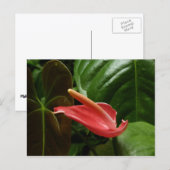 Rosa Calla Lily Piazza della Riforma Postkarte (Vorne/Hinten)
