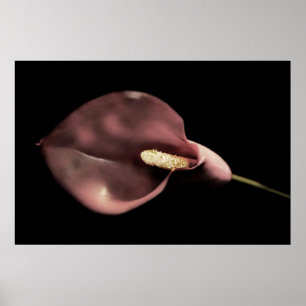 Rosa Calla Poster