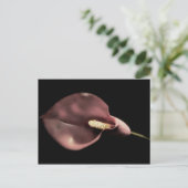 Rosa Calla - Postkarte (Stehend Vorderseite)