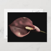 Rosa Calla - Postkarte (Vorne/Hinten)