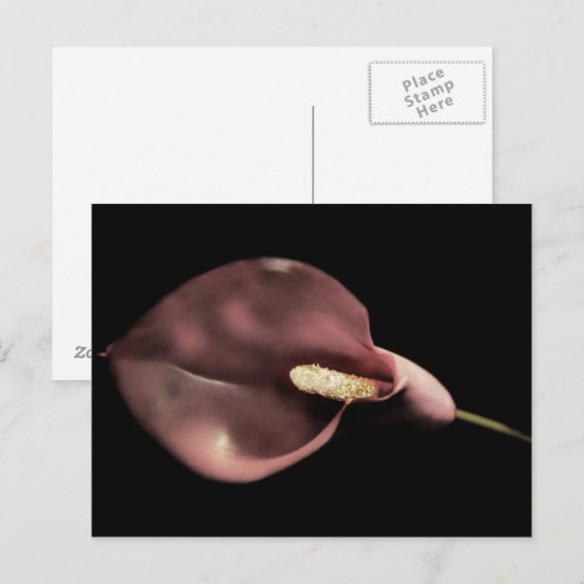 Rosa Calla - Postkarte (Vorne/Hinten)