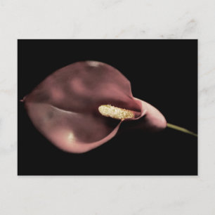 Rosa Calla - Postkarte