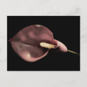 Rosa Calla - Postkarte (Vorderseite)