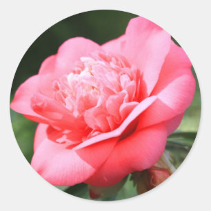 Rosa Camelia-Blume Runder Aufkleber