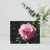 Rosa Camellia-Blume Postkarte (Stehend Vorderseite)