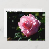 Rosa Camellia-Blume Postkarte (Vorne/Hinten)