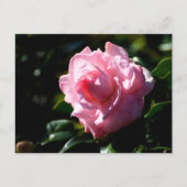 Rosa Camellia-Blume Postkarte (Vorderseite)