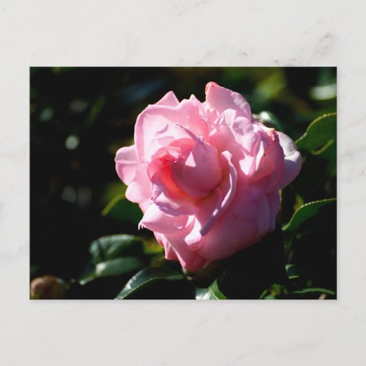 Rosa Camellia-Blume Postkarte (Vorderseite)