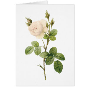 Rosa campanulata alba (Rosa campanulata alba) von