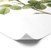 Rosa campanulata alba (Rosa campanulata alba) von  Poster (Ecke)