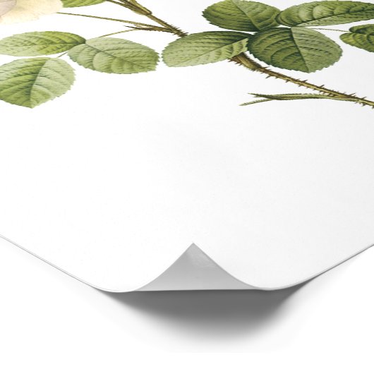 Rosa campanulata alba (Rosa campanulata alba) von Poster (Ecke)