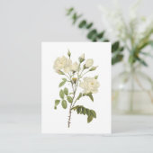 Rosa campanulata alba (Rosa campanulata alba) von Postkarte (Stehend Vorderseite)