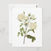 Rosa campanulata alba (Rosa campanulata alba) von Postkarte (Vorne/Hinten)