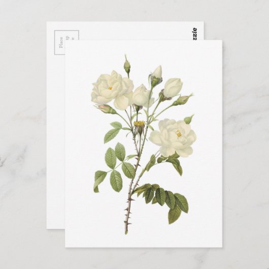 Rosa campanulata alba (Rosa campanulata alba) von Postkarte (Vorne/Hinten)