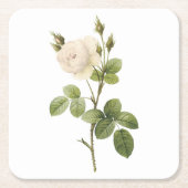 Rosa campanulata alba (Rosa campanulata alba) von Rechteckiger Pappuntersetzer (Vorderseite)