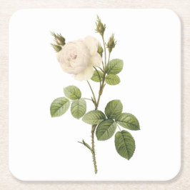 Rosa campanulata alba (Rosa campanulata alba) von  Rechteckiger Pappuntersetzer