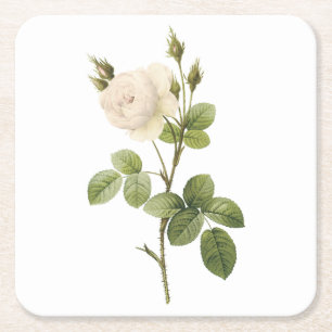 Rosa campanulata alba (Rosa campanulata alba) von  Rechteckiger Pappuntersetzer