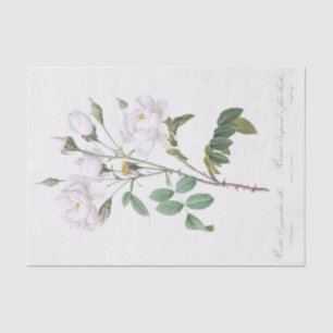 Rosa campanulata alba seidenpapier
