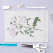 Rosa campanulata alba seidenpapier (Handwerk)