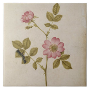 Rosa Canina - Dogrose und Raupe (Bleistift u. mit Fliese