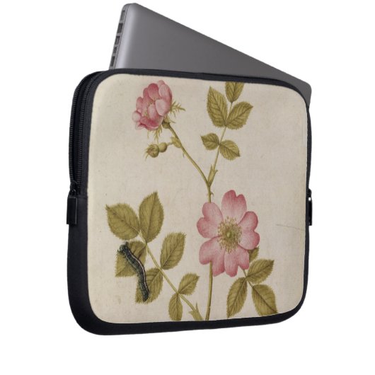 Rosa Canina - Dogrose und Raupe (Bleistift u. mit Laptopschutzhülle (Vorne Rechts)