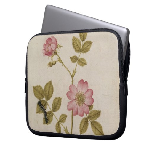 Rosa Canina - Dogrose und Raupe (Bleistift u. mit Laptopschutzhülle (Vorderseite Links)