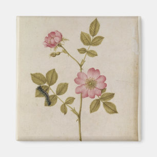 Rosa Canina - Dogrose und Raupe (Bleistift u. mit Magnet