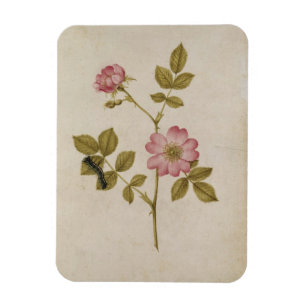 Rosa Canina - Dogrose und Raupe (Bleistift u. mit Magnet