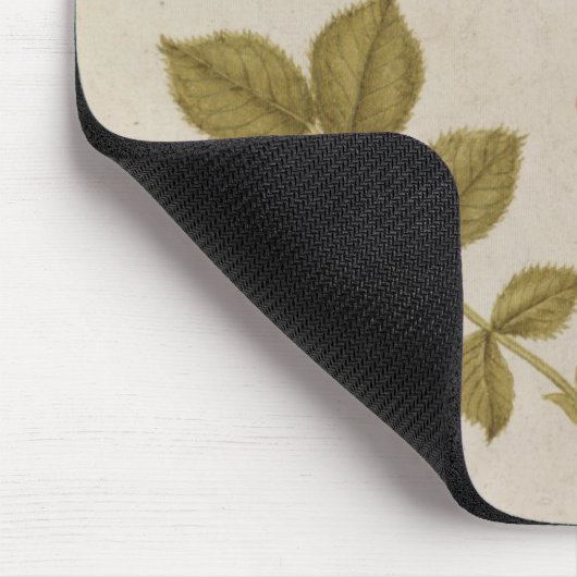 Rosa Canina - Dogrose und Raupe (Bleistift u. mit Mousepad (Ecke)