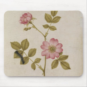 Rosa Canina - Dogrose und Raupe (Bleistift u. mit Mousepad