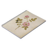 Rosa Canina - Dogrose und Raupe (Bleistift u. mit Notizblock (Linke Seite)