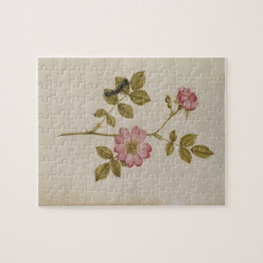 Rosa Canina - Dogrose und Raupe (Bleistift u. mit Puzzle (Horizontal)