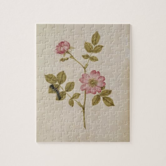 Rosa Canina - Dogrose und Raupe (Bleistift u. mit Puzzle (Vertikal)