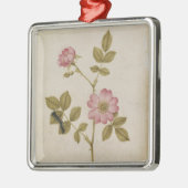 Rosa Canina - Dogrose und Raupe (Bleistift u. mit Silbernes Ornament (Links)