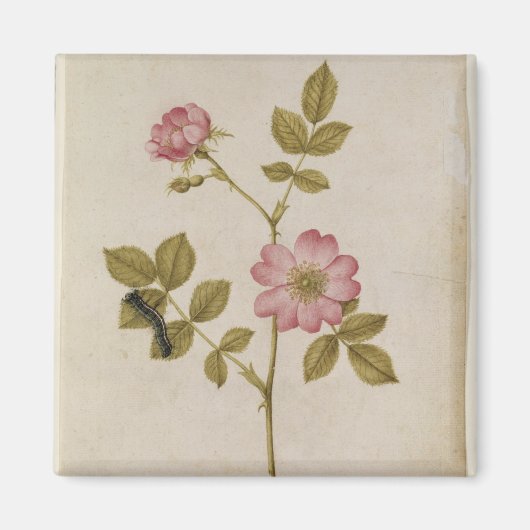 Rosa Canina - Dogrose und Raupe (Stift & Gewicht) Magnet (Vorne)