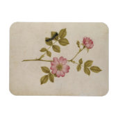 Rosa Canina - Dogrose und Raupe (Stift & Gewicht) Magnet (Horizontal)