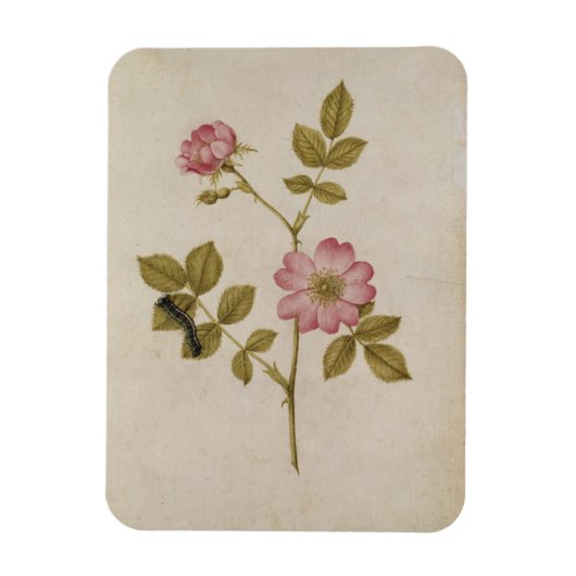 Rosa Canina - Dogrose und Raupe (Stift & Gewicht) Magnet (Vertikal)