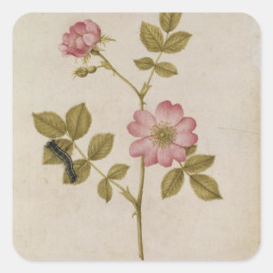 Rosa Canina - Dogrose und Raupe (Stift & Gewicht) Quadratischer Aufkleber