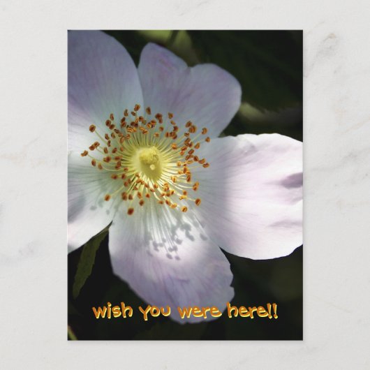 Rosa Canina - Hunde-Rose Postkarte (Vorderseite)