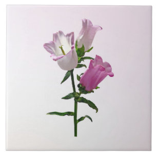 Rosa Canterbury Glockenblumen Fliese