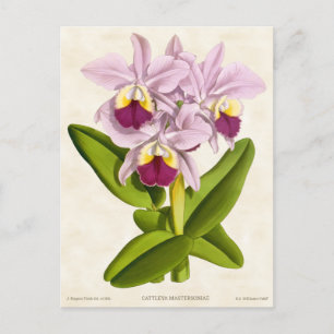 Rosa Cattleya-Orchidee Vintage-Botanik Postkarte