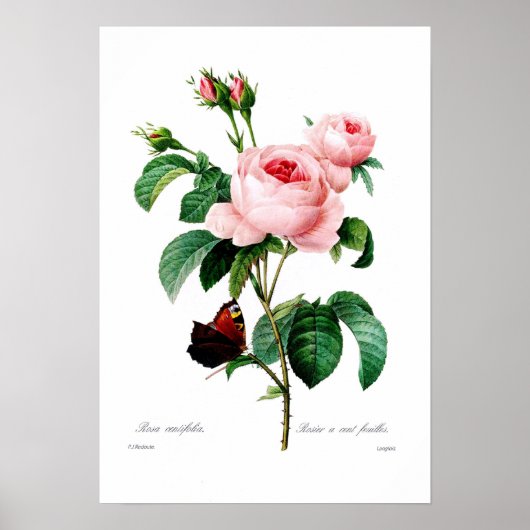 Rosa centiflora poster (Vorne)