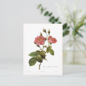 Rosa centifolia anemonoides postkarte (Stehend Vorderseite)