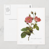 Rosa centifolia anemonoides postkarte (Vorne/Hinten)