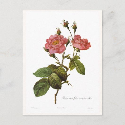 Rosa centifolia anemonoides postkarte (Vorderseite)