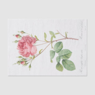 Rosa Centifolia Anglica Rubra Seidenpapier