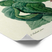 Rosa Centifolia Bullata Poster (Ecke)